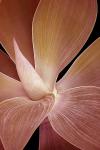 AGAVE