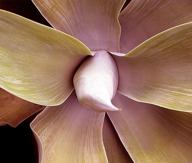 AGAVE 6