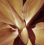 AGAVE 13-RED