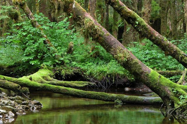 RAIN FOREST-1
