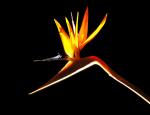 BIRD-OF-PARADISE-