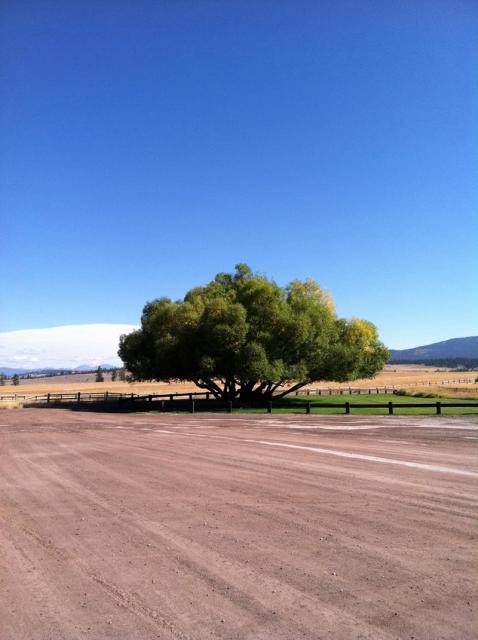 OAK TREE MONTANA SUMMER 